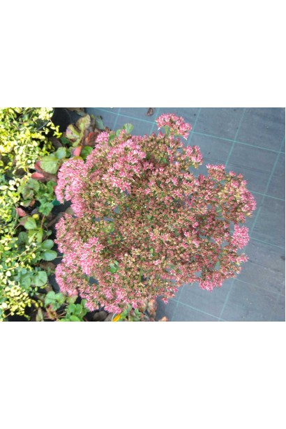 Очиток видний Діамант - 3л/вис.35-45см/Ø30-35см